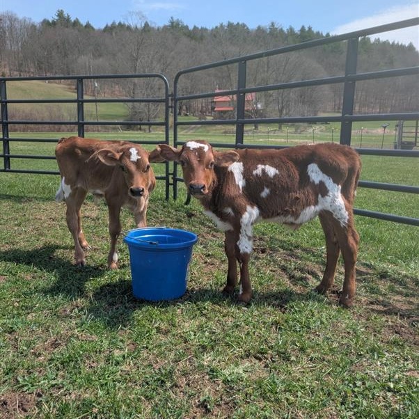 Enlarge Cupid and Cosmo, an adoptable Jersey in Cooperstown, NY image 1/4