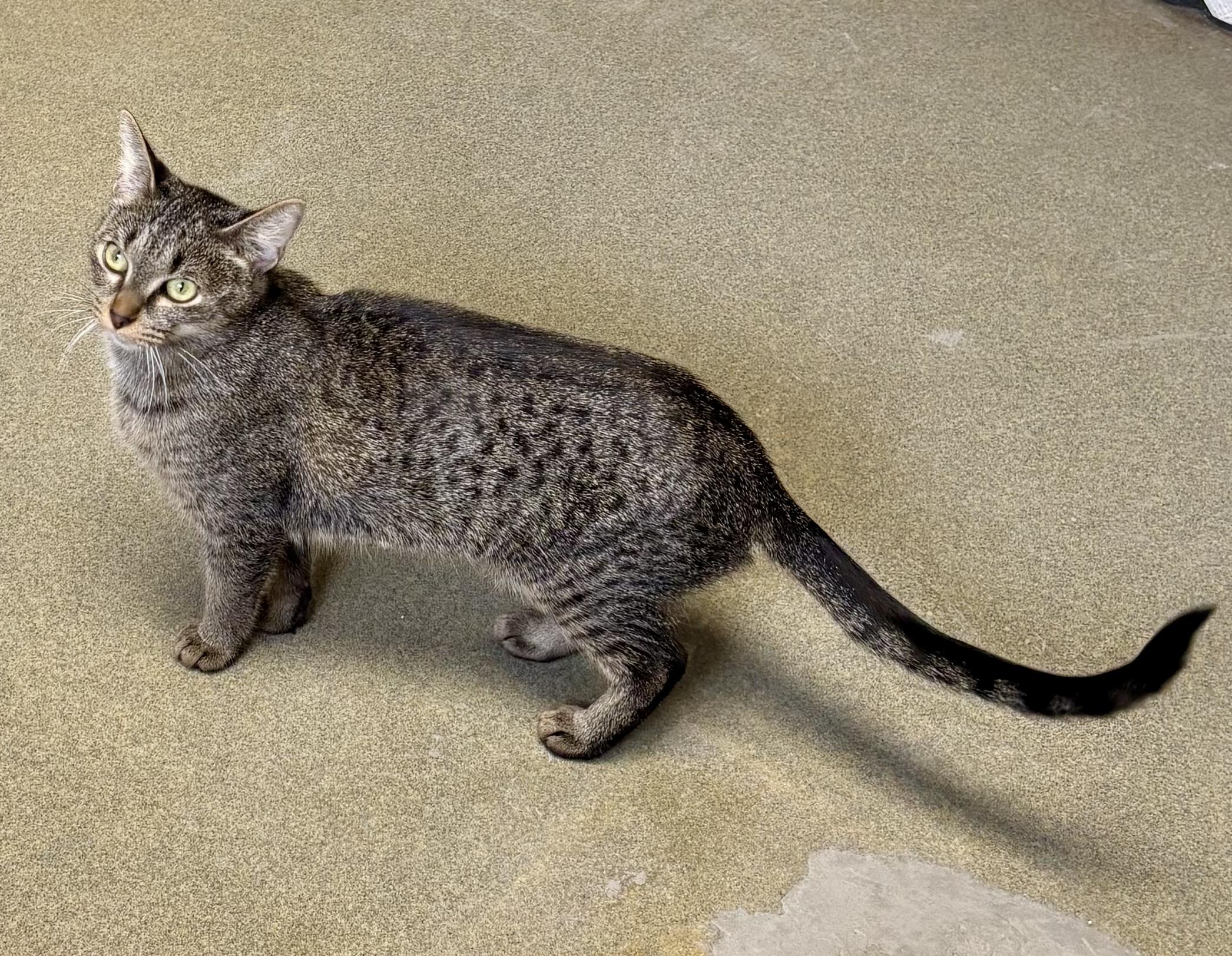 Dr. Pepper thumbnail 4