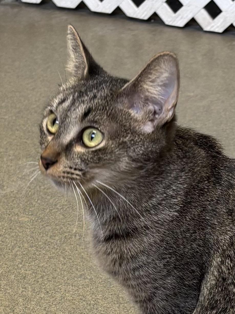 Dr. Pepper thumbnail 5