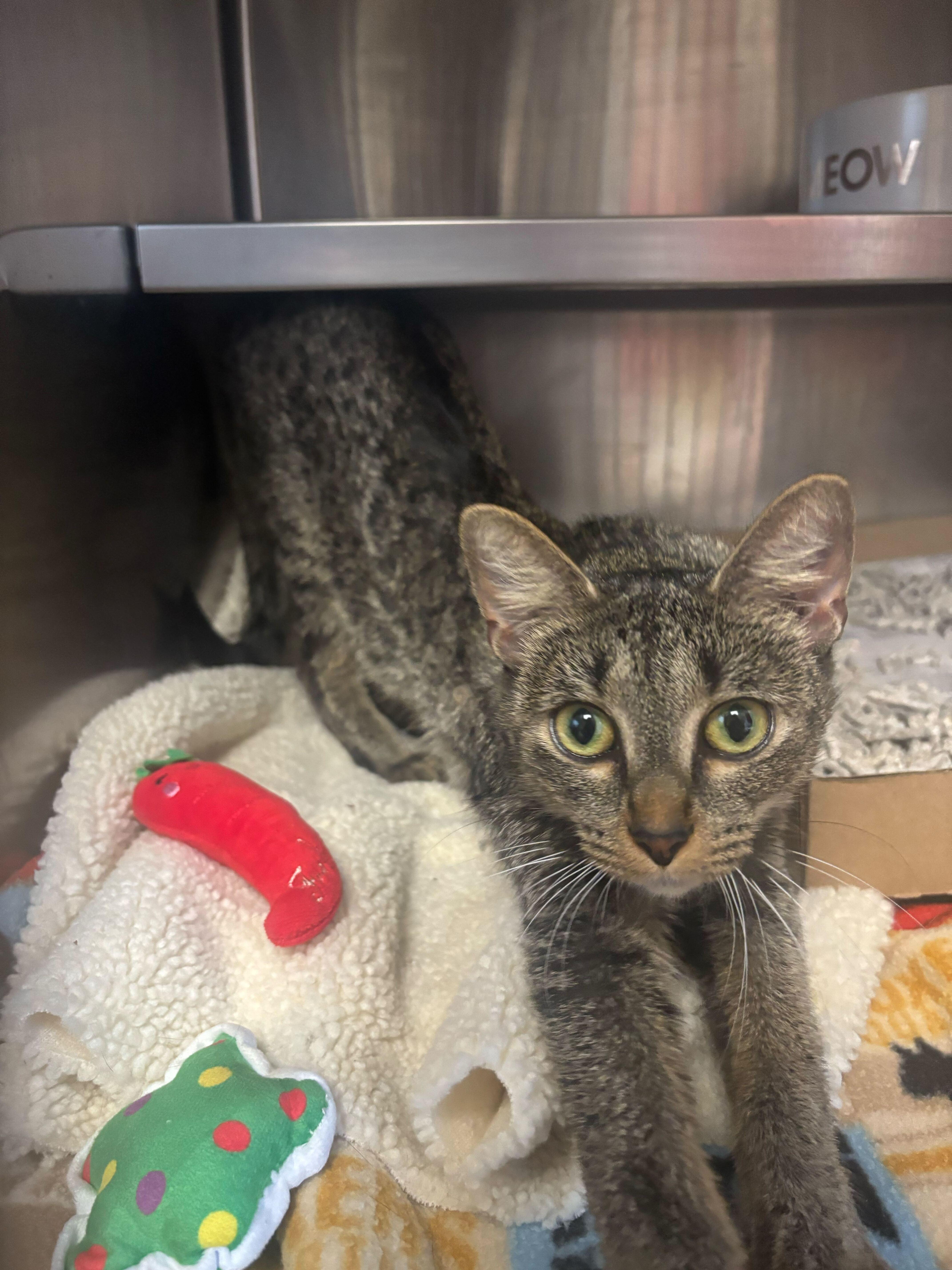 Dr. Pepper thumbnail 2