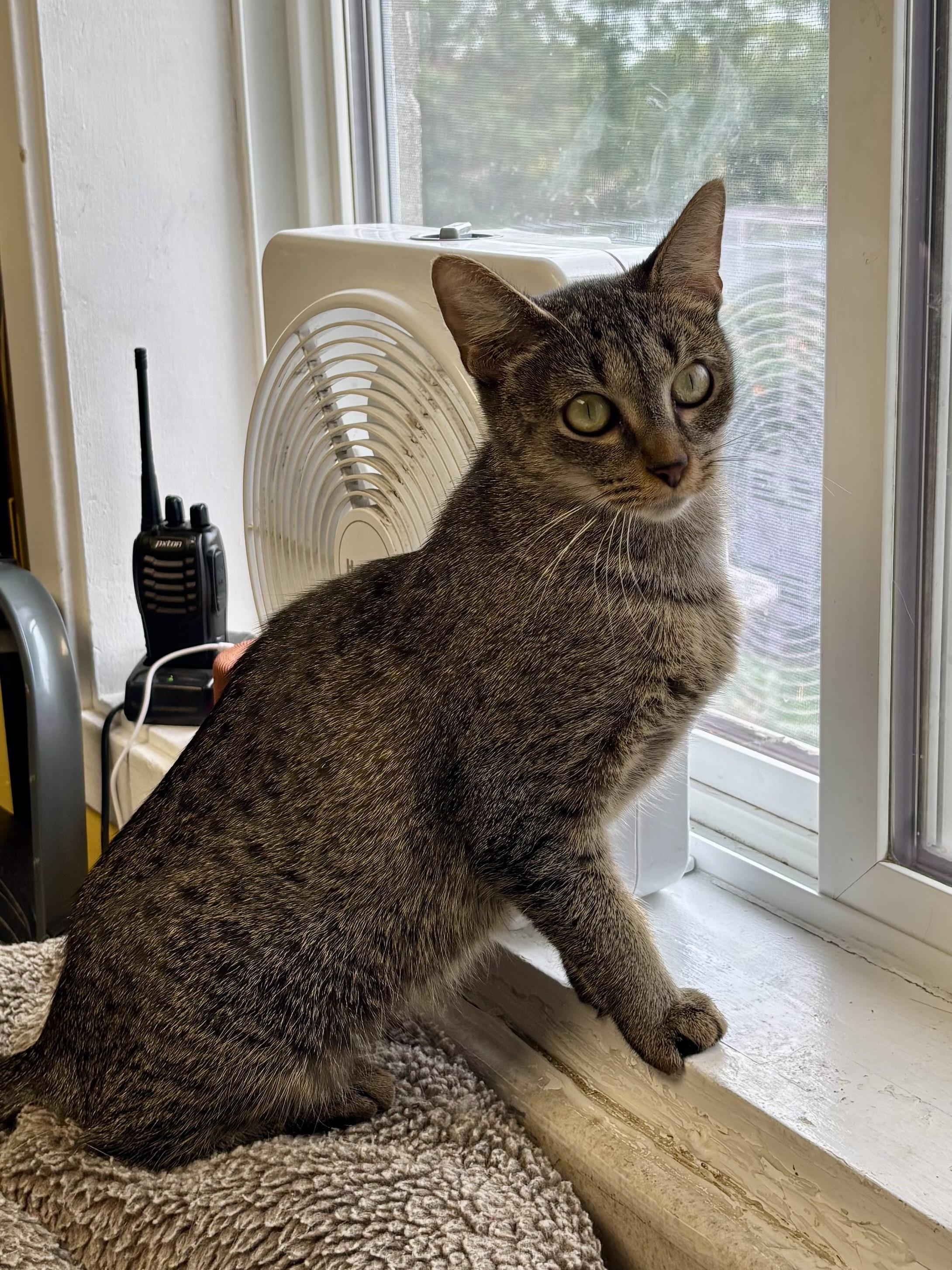 Dr. Pepper thumbnail 6