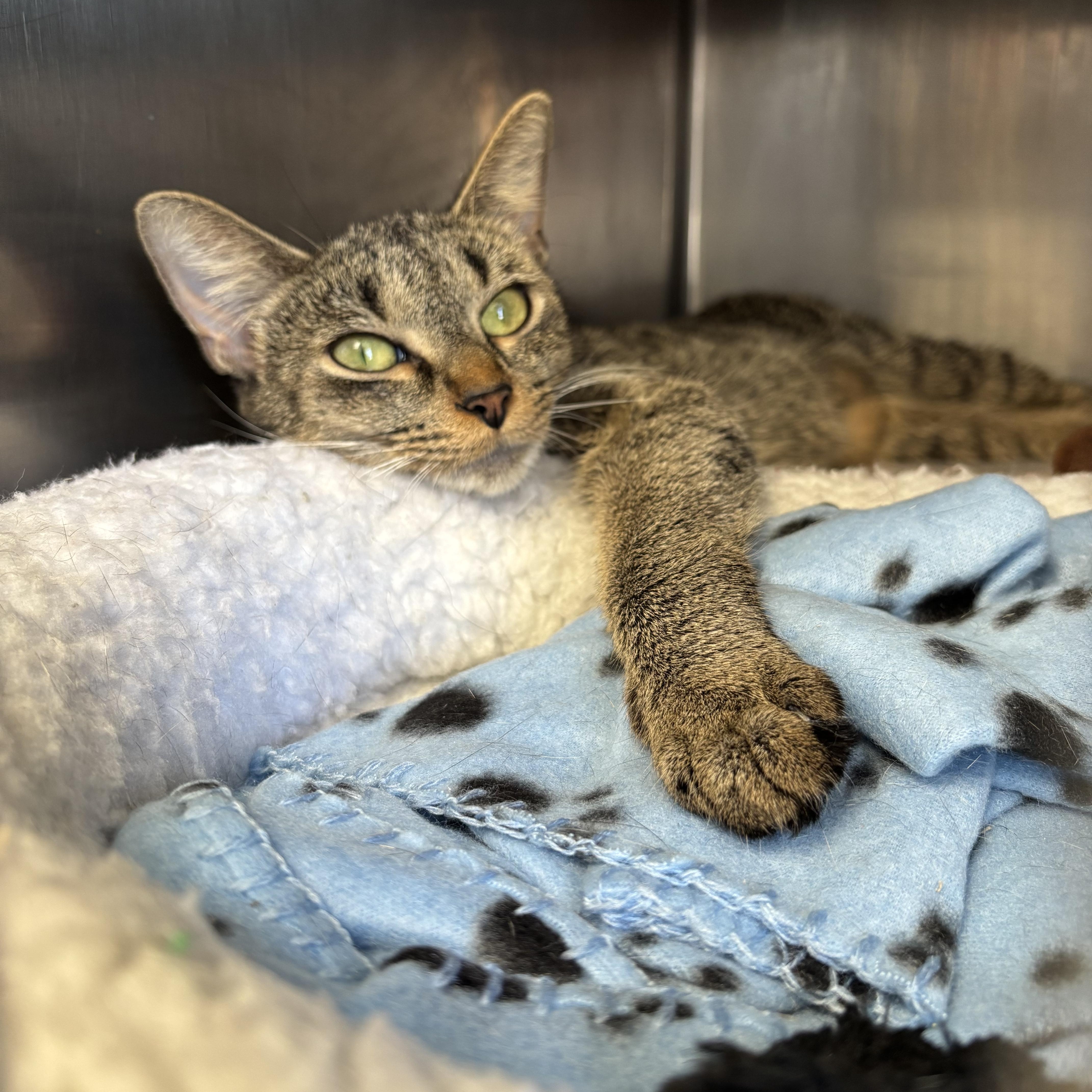 Dr. Pepper thumbnail 3