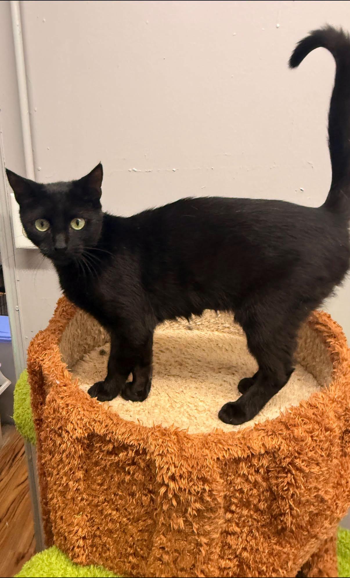 Enlarge Celine, a ADOPTABLE Domestic Short Hair in Indianapolis, IN image 2/3
