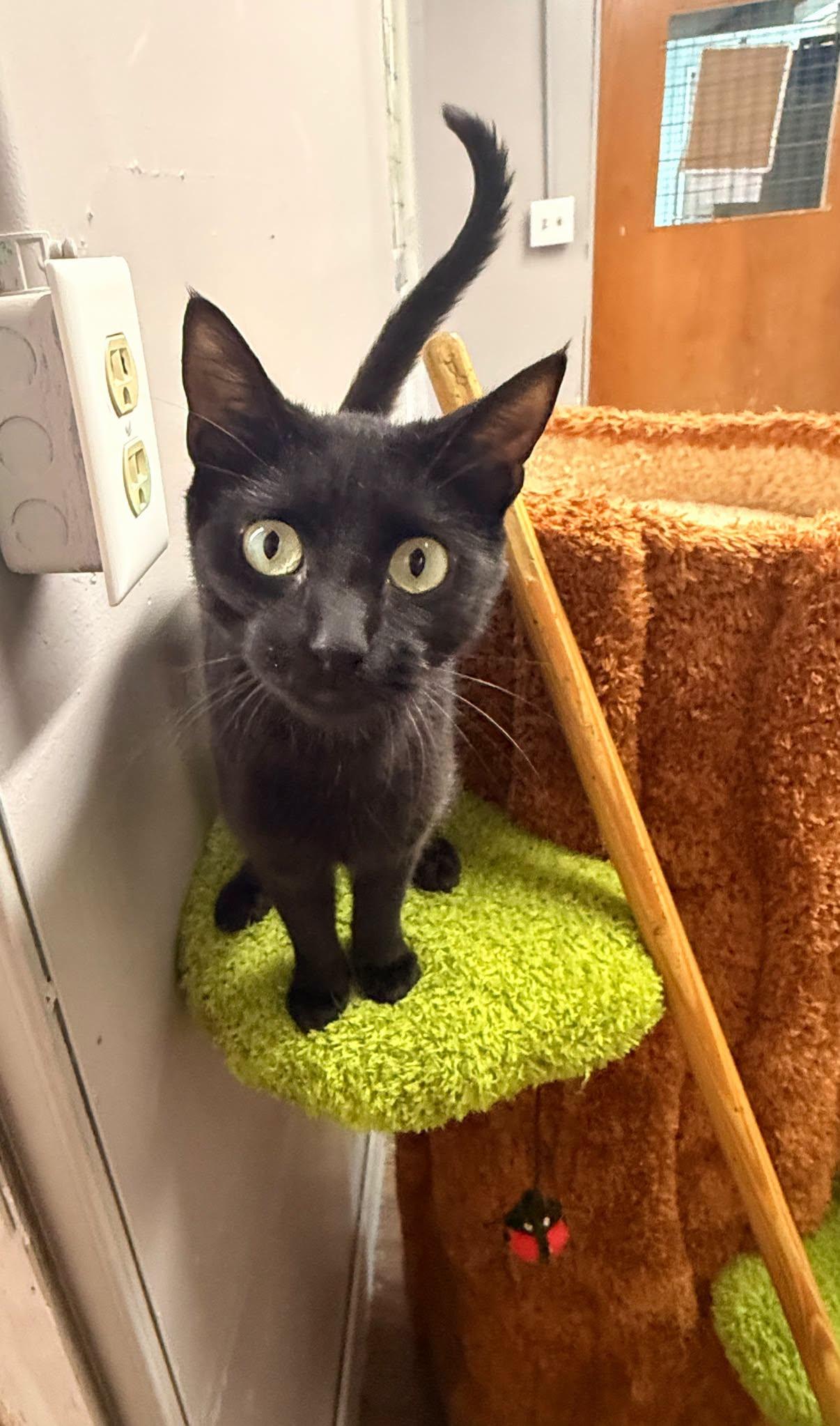 Enlarge Celine, a ADOPTABLE Domestic Short Hair in Indianapolis, IN image 3/3