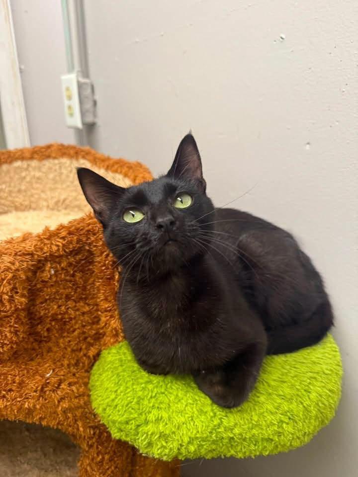 Enlarge Celine, a ADOPTABLE Domestic Short Hair in Indianapolis, IN image 1/3