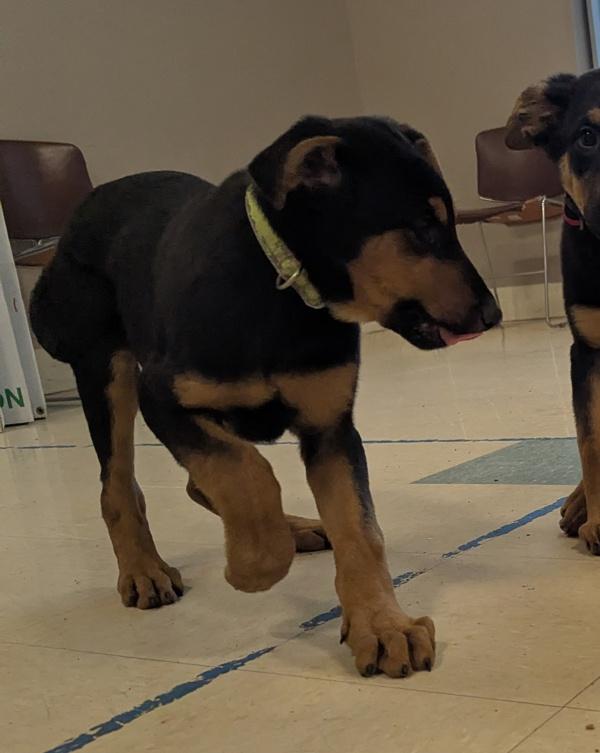 Ford, Adoptable, Puppy Male German Shepherd Dog & Doberman Pinscher.