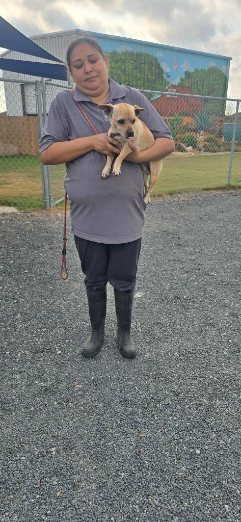 Enlarge Cow, a Adoptable Chihuahua in Fort Stockton, TX image 1/2