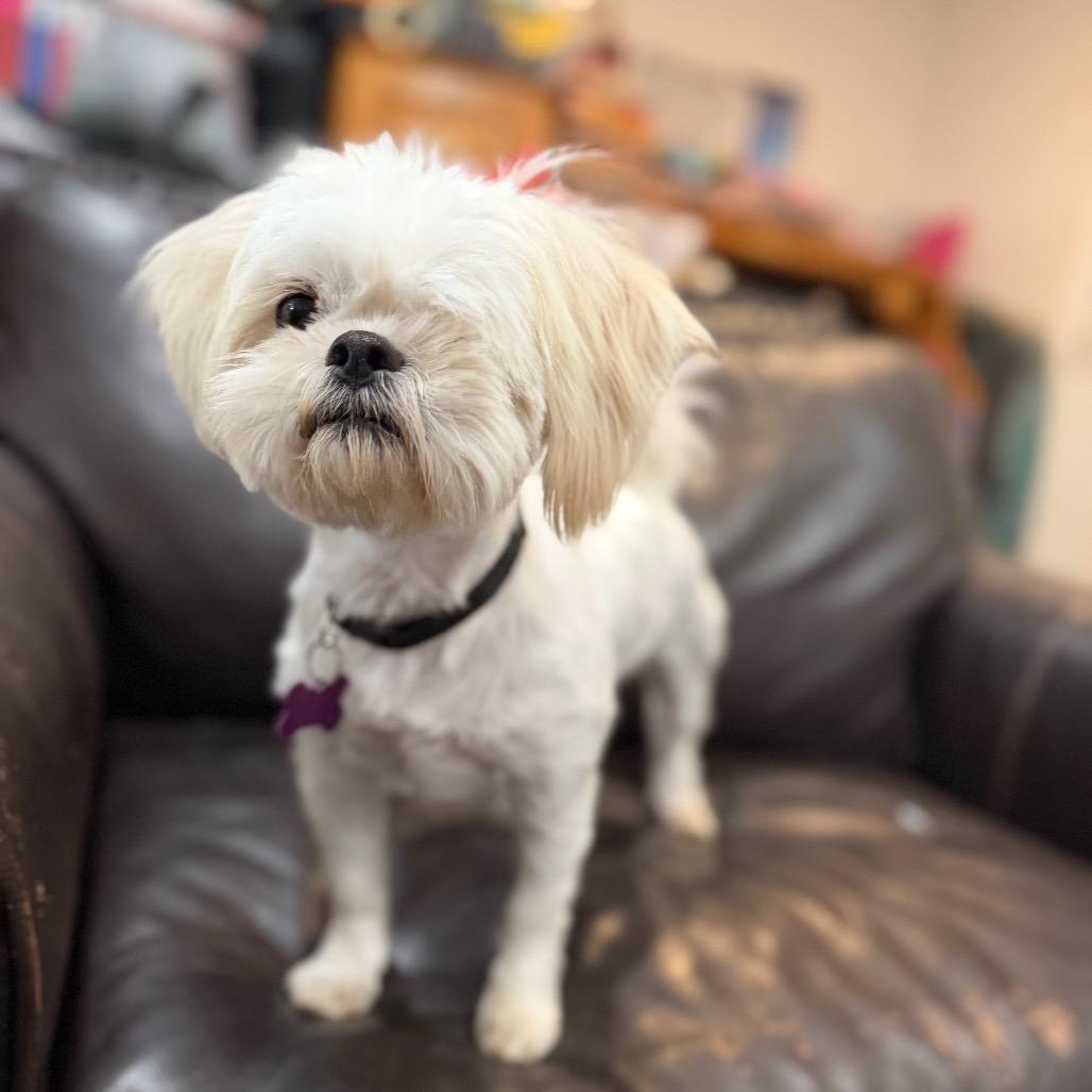 Enlarge June, a Adoptable Shih Tzu in Phoenix, AZ image 1/6