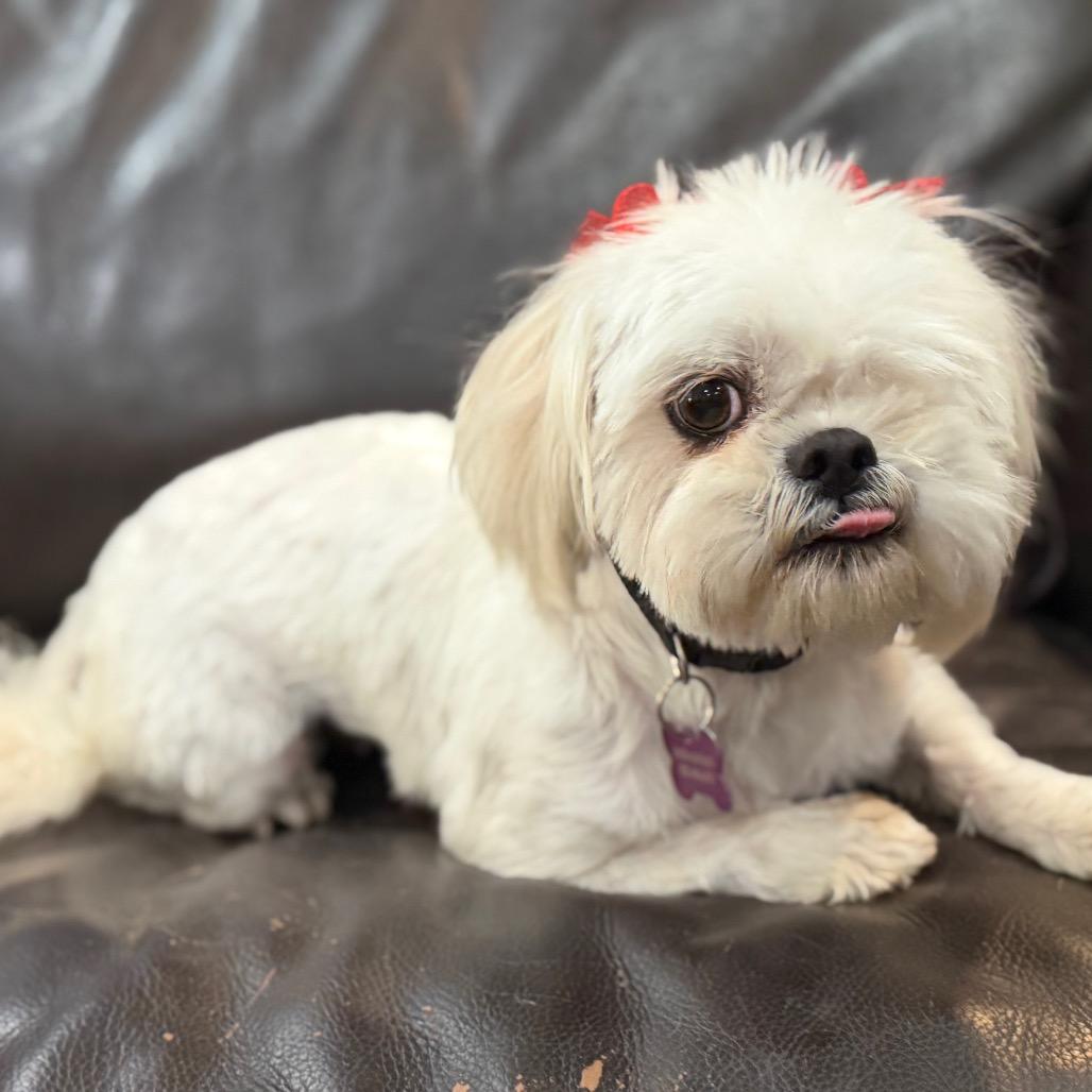 Enlarge June, a Adoptable Shih Tzu in Phoenix, AZ image 2/6