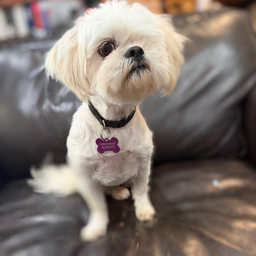 Enlarge June, a Adoptable Shih Tzu in Phoenix, AZ image 3/6