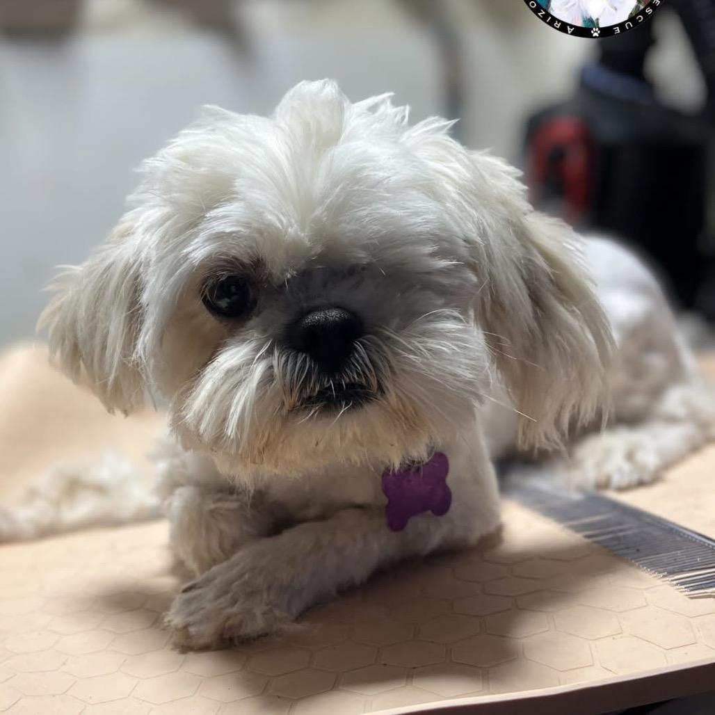 Enlarge June, a Adoptable Shih Tzu in Phoenix, AZ image 4/6