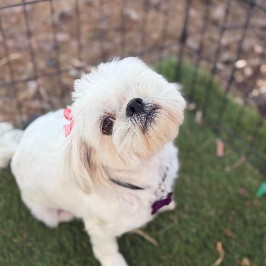 Enlarge June, a Adoptable Shih Tzu in Phoenix, AZ image 5/6
