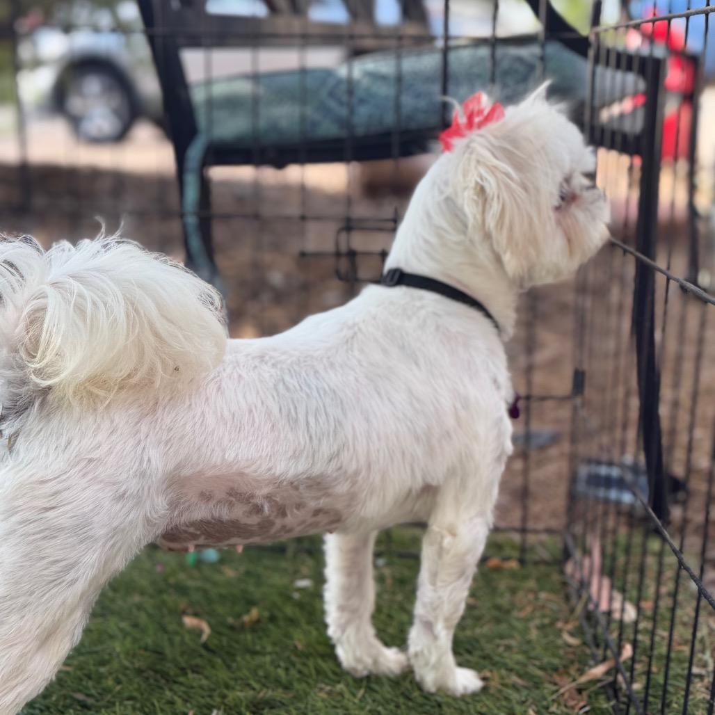 Enlarge June, a Adoptable Shih Tzu in Phoenix, AZ image 6/6