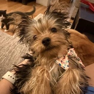 Enlarge Taffy (In Foster Home), a Adopted mixed breed in Tinley Park, IL image 4/5