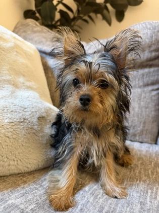 Enlarge Taffy (In Foster Home), a Adopted mixed breed in Tinley Park, IL image 3/5