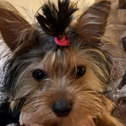 Enlarge Taffy (In Foster Home), a Adopted mixed breed in Tinley Park, IL image 5/5