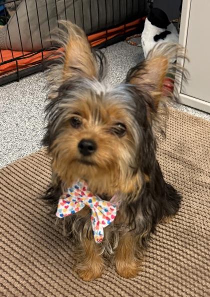 Enlarge Taffy (In Foster Home), a Adopted mixed breed in Tinley Park, IL image 1/5