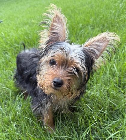 Enlarge Taffy (In Foster Home), a Adopted mixed breed in Tinley Park, IL image 2/5
