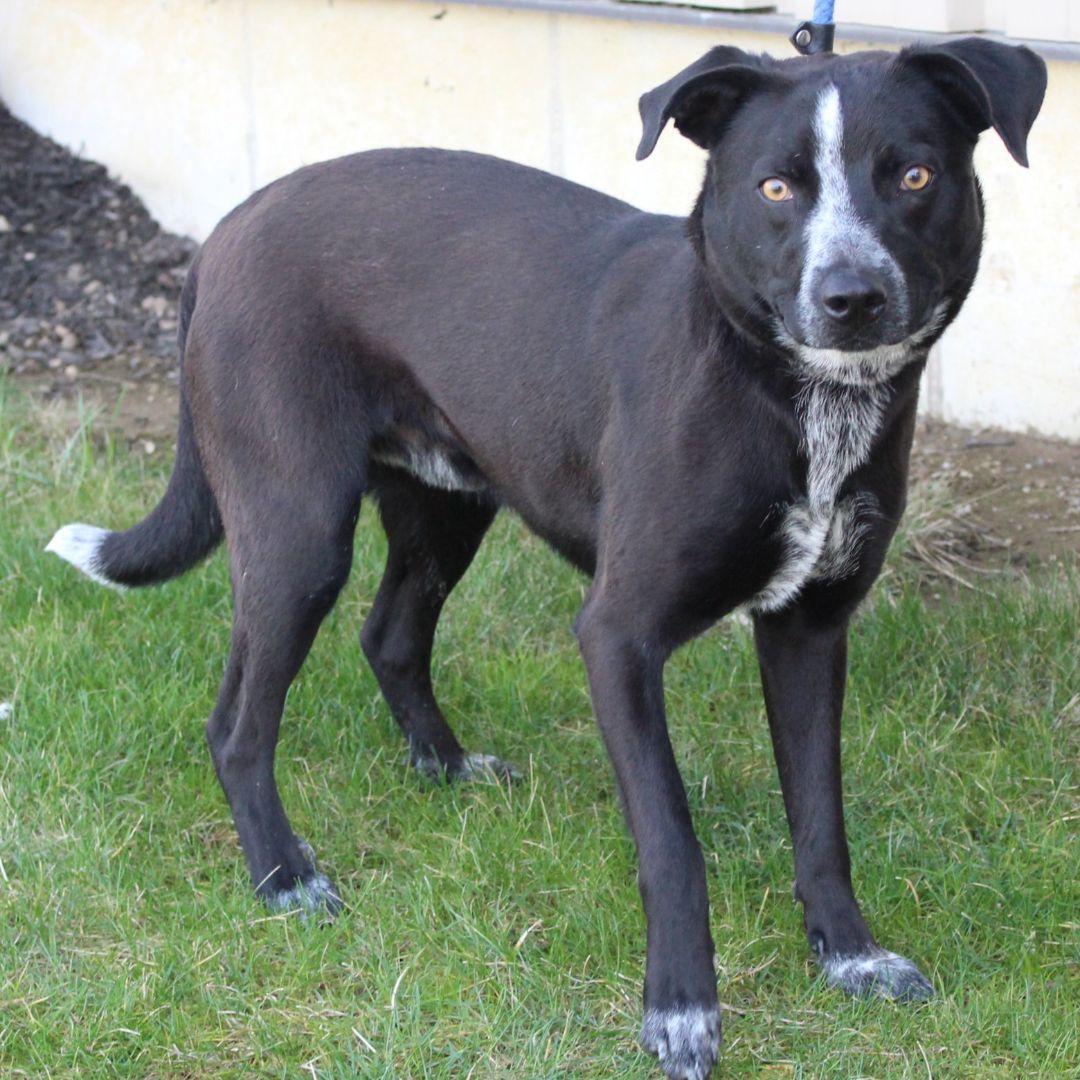 Enlarge Strike, a Adoptable Australian Cattle Dog / Blue Heeler in Eaton, OH image 2/6