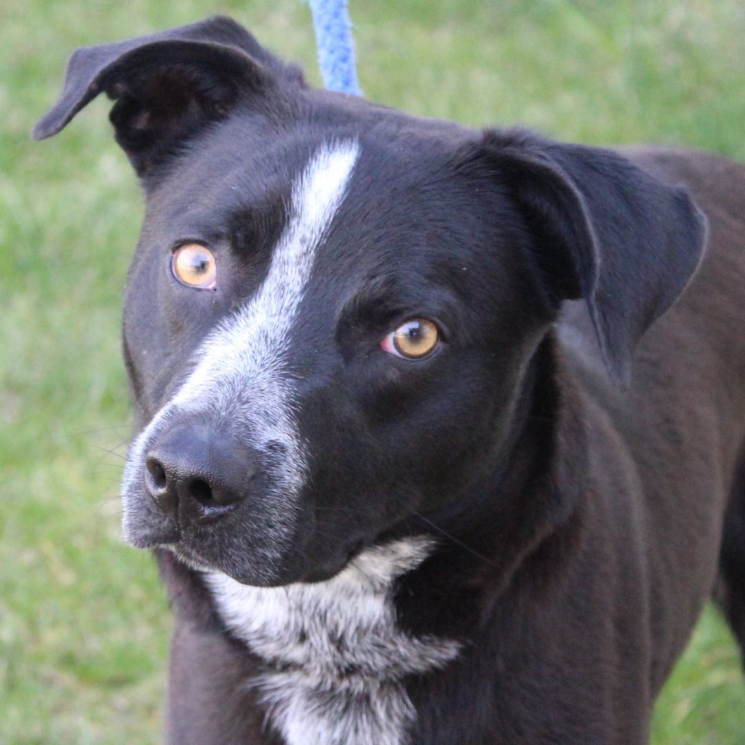 Enlarge Strike, a Adoptable Australian Cattle Dog / Blue Heeler in Eaton, OH image 1/6