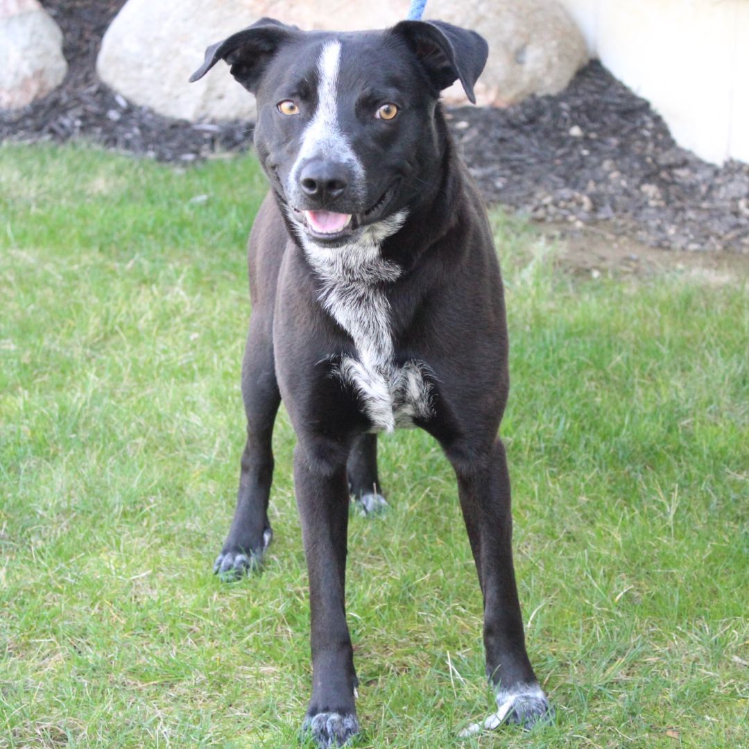 Enlarge Strike, a Adoptable Australian Cattle Dog / Blue Heeler in Eaton, OH image 3/6