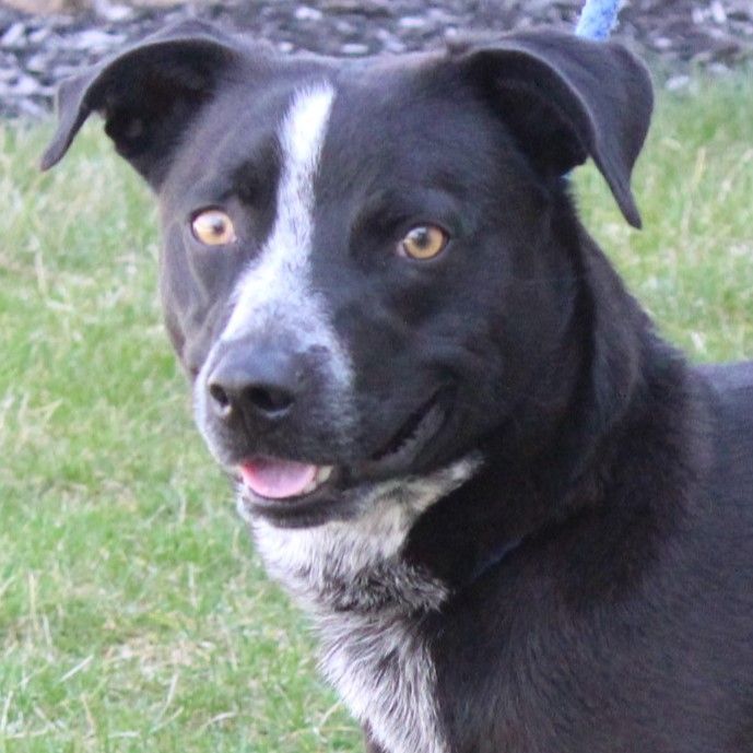 Enlarge Strike, a Adoptable Australian Cattle Dog / Blue Heeler in Eaton, OH image 4/6