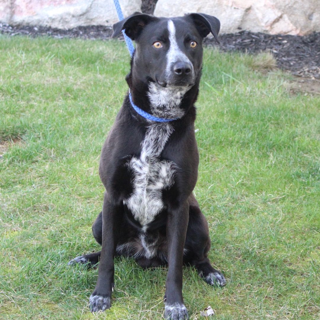 Enlarge Strike, a Adoptable Australian Cattle Dog / Blue Heeler in Eaton, OH image 5/6