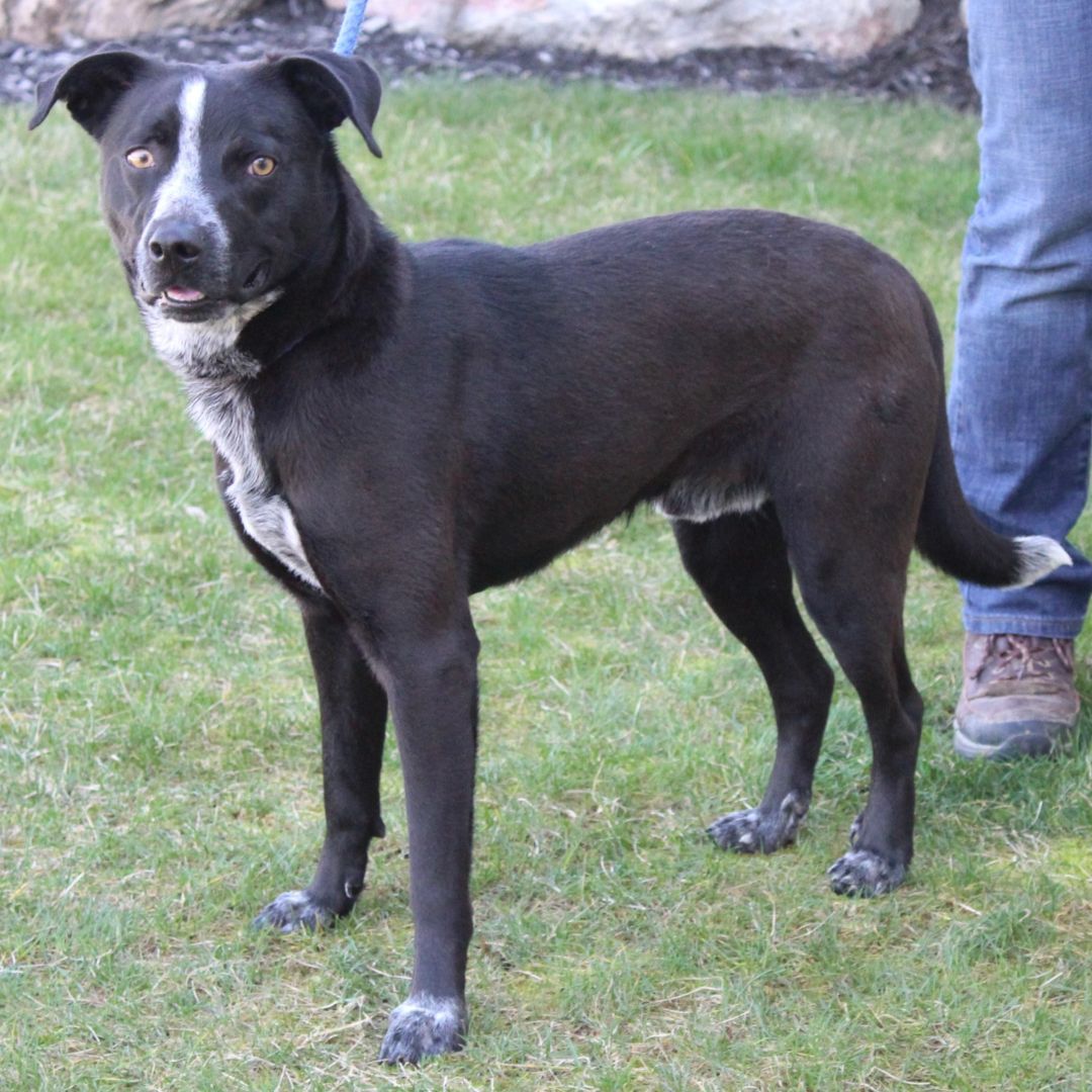 Enlarge Strike, a Adoptable Australian Cattle Dog / Blue Heeler in Eaton, OH image 6/6