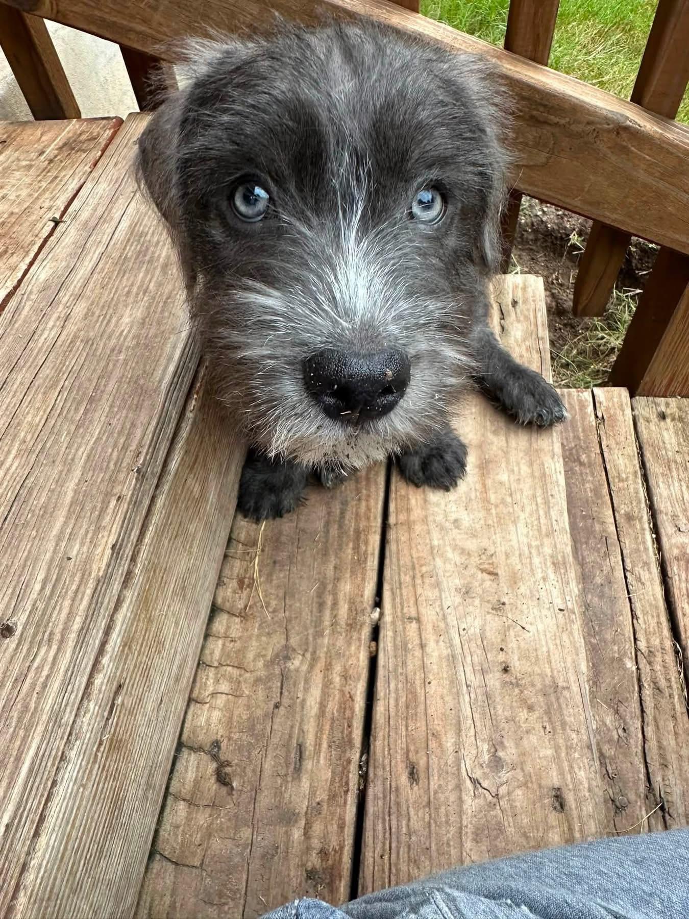 Enlarge Ralphie, an adopted mixed breed in Franklin , OH image 2/6