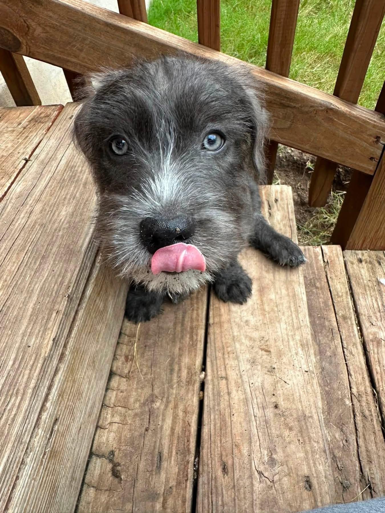Enlarge Ralphie, an adopted mixed breed in Franklin , OH image 4/6
