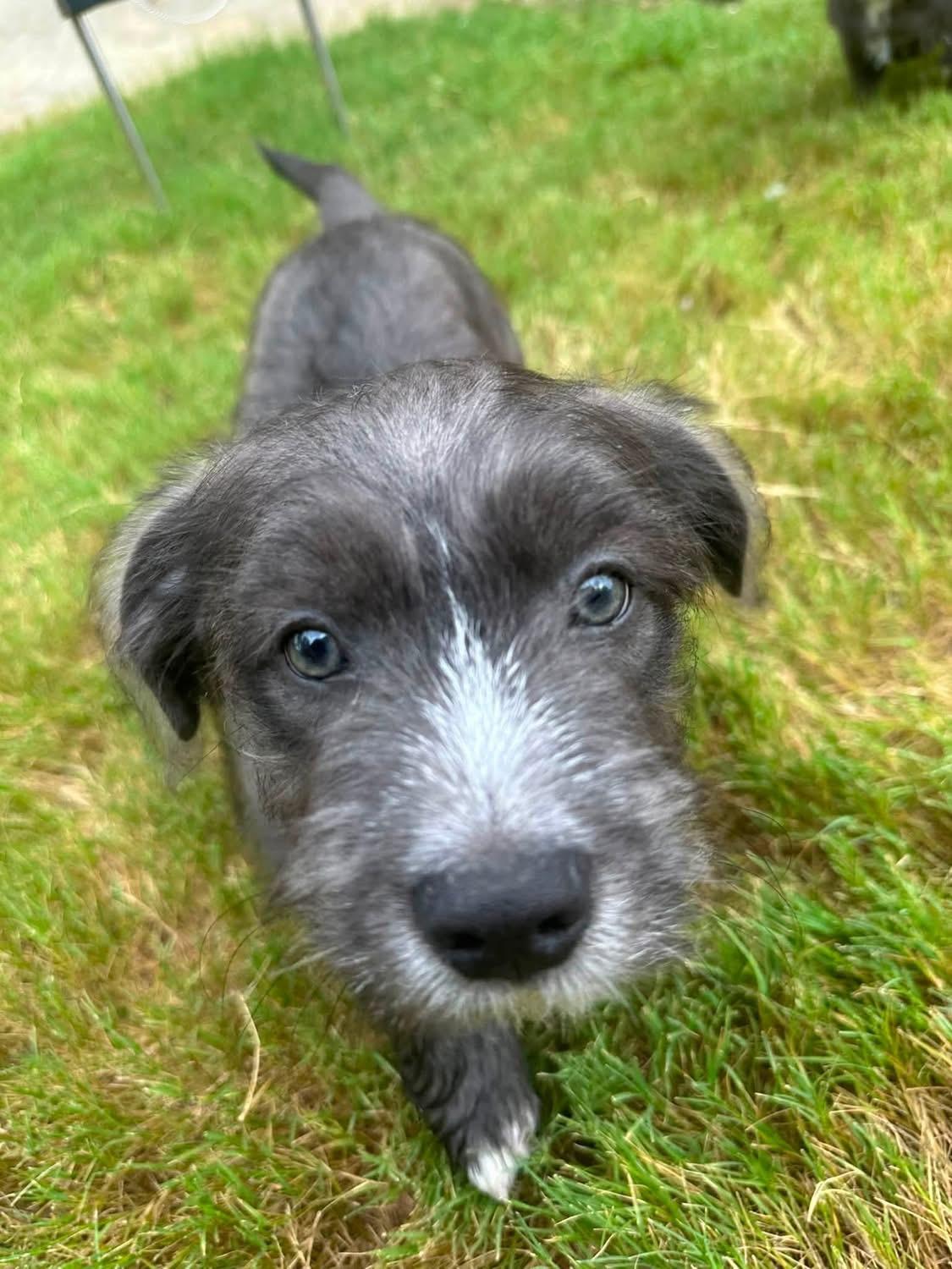 Ralphie, adopted, Puppy Male Terrier.