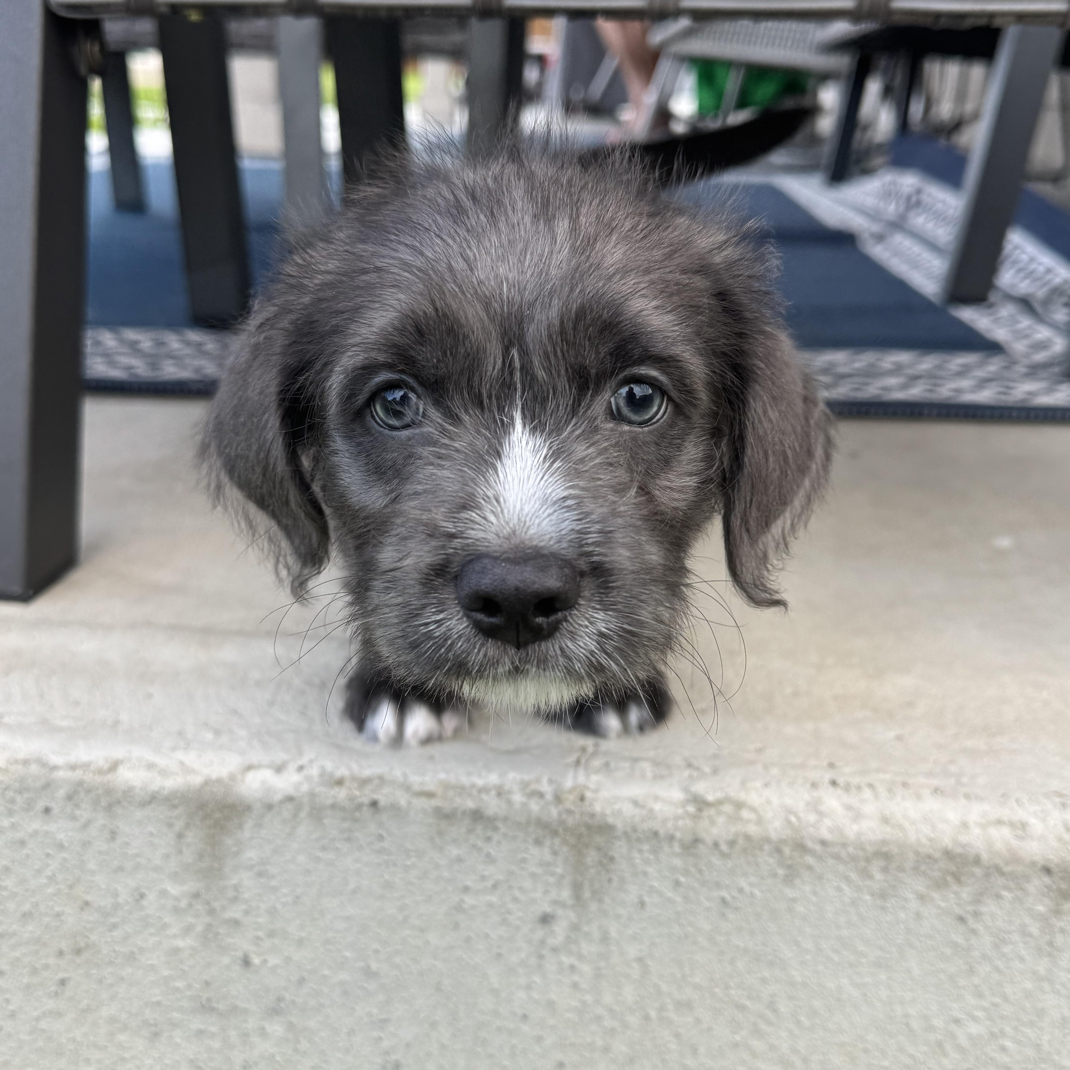 Enlarge Ralphie, an adopted mixed breed in Franklin , OH image 5/6