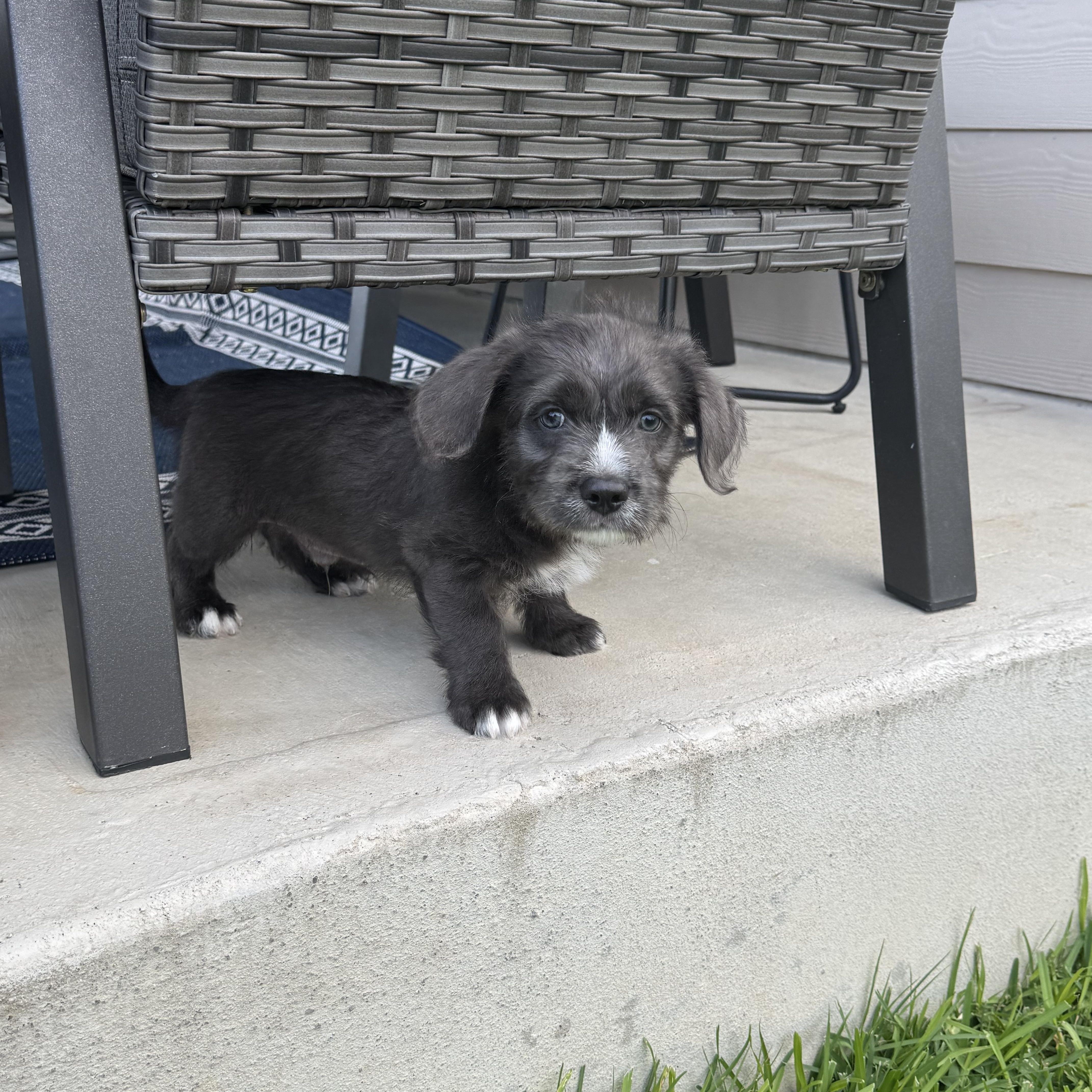 Enlarge Ralphie, an adopted mixed breed in Franklin , OH image 6/6