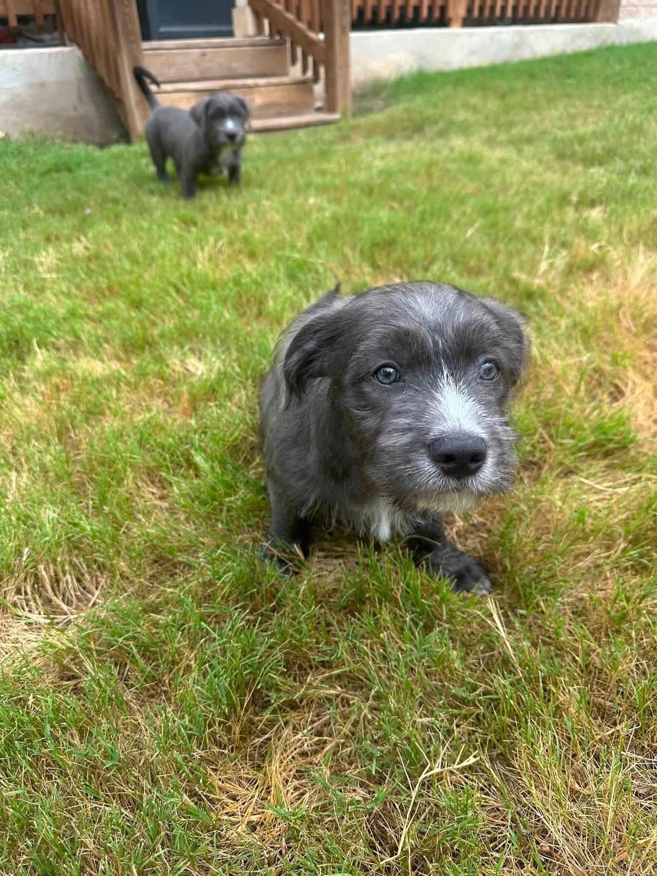 Enlarge Ralphie, an adopted mixed breed in Franklin , OH image 3/6