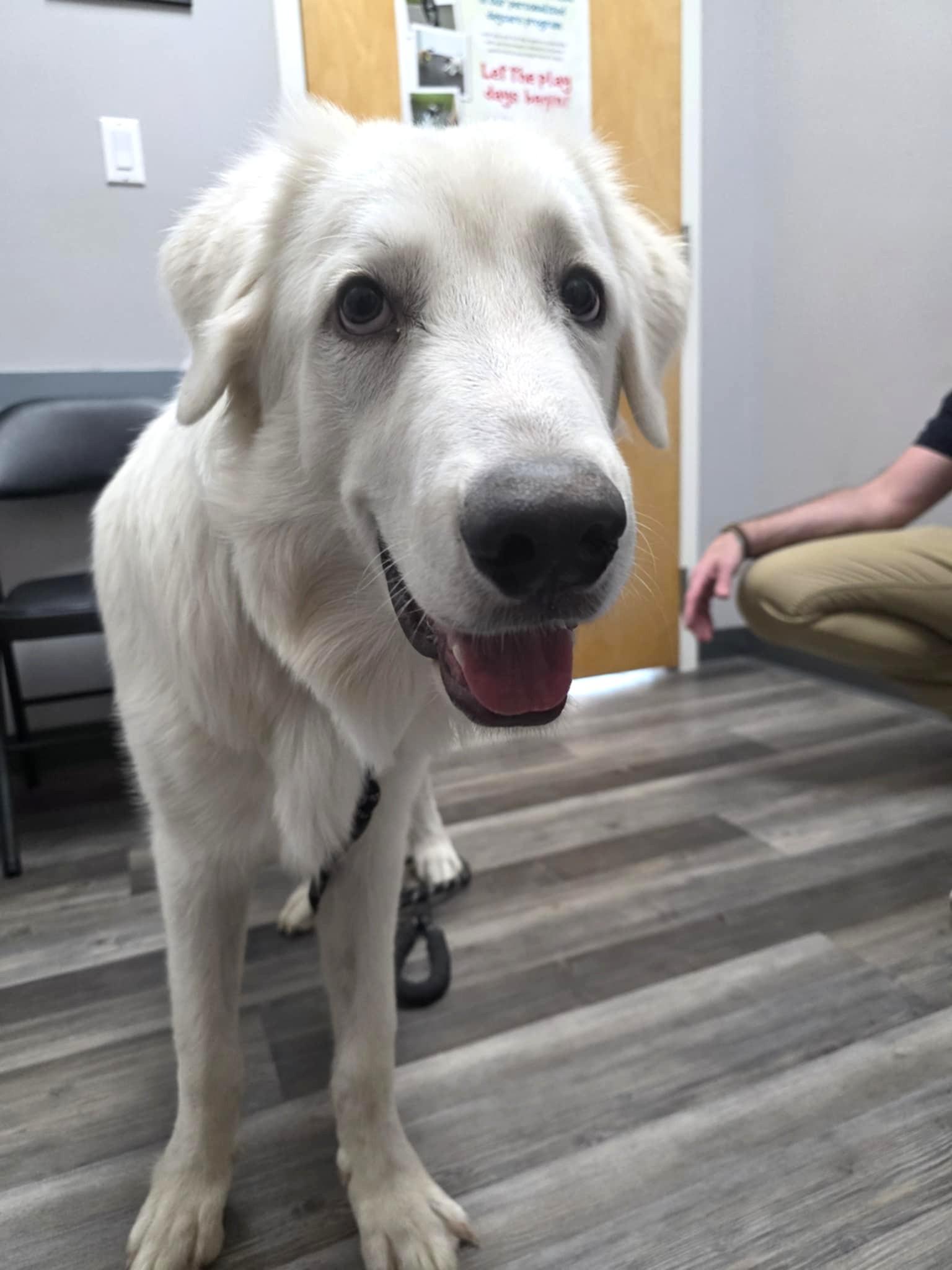 Enlarge Otis SAT, a Adopted Great Pyrenees in San Antonio, TX image 1/6