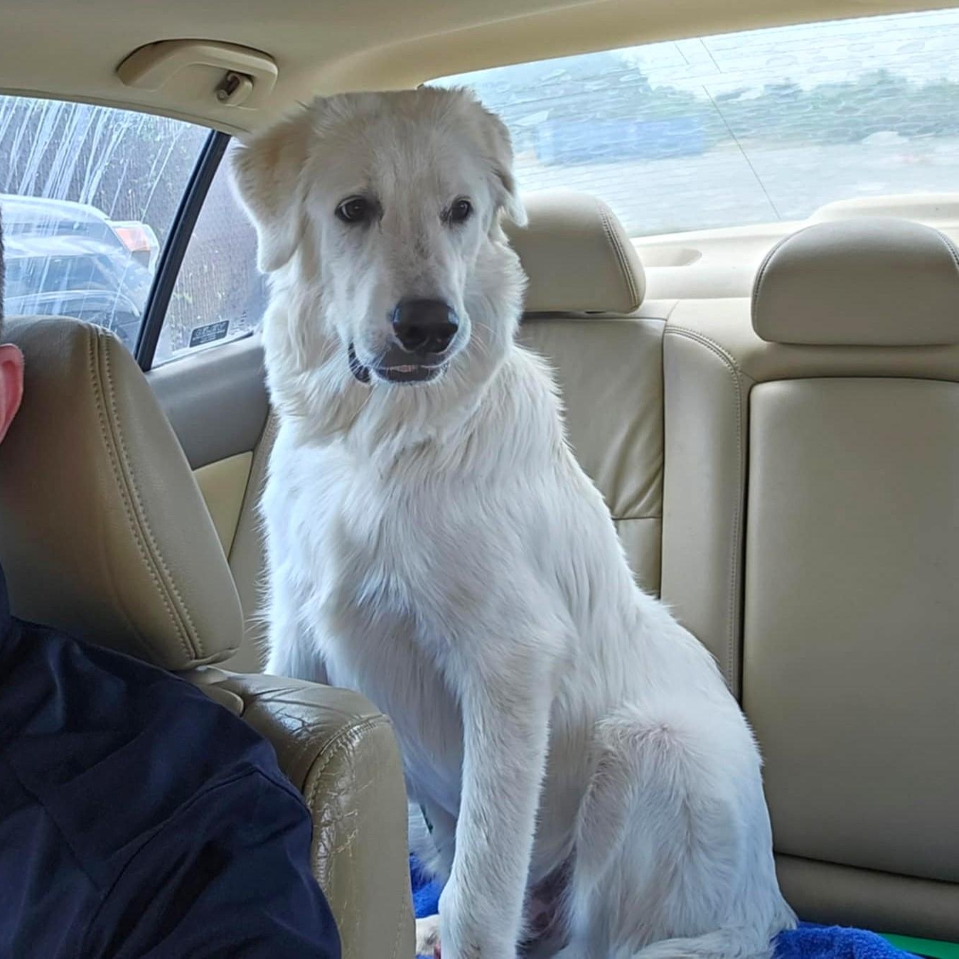 Enlarge Otis SAT, a Adoptable Great Pyrenees in San Antonio, TX image 4/6