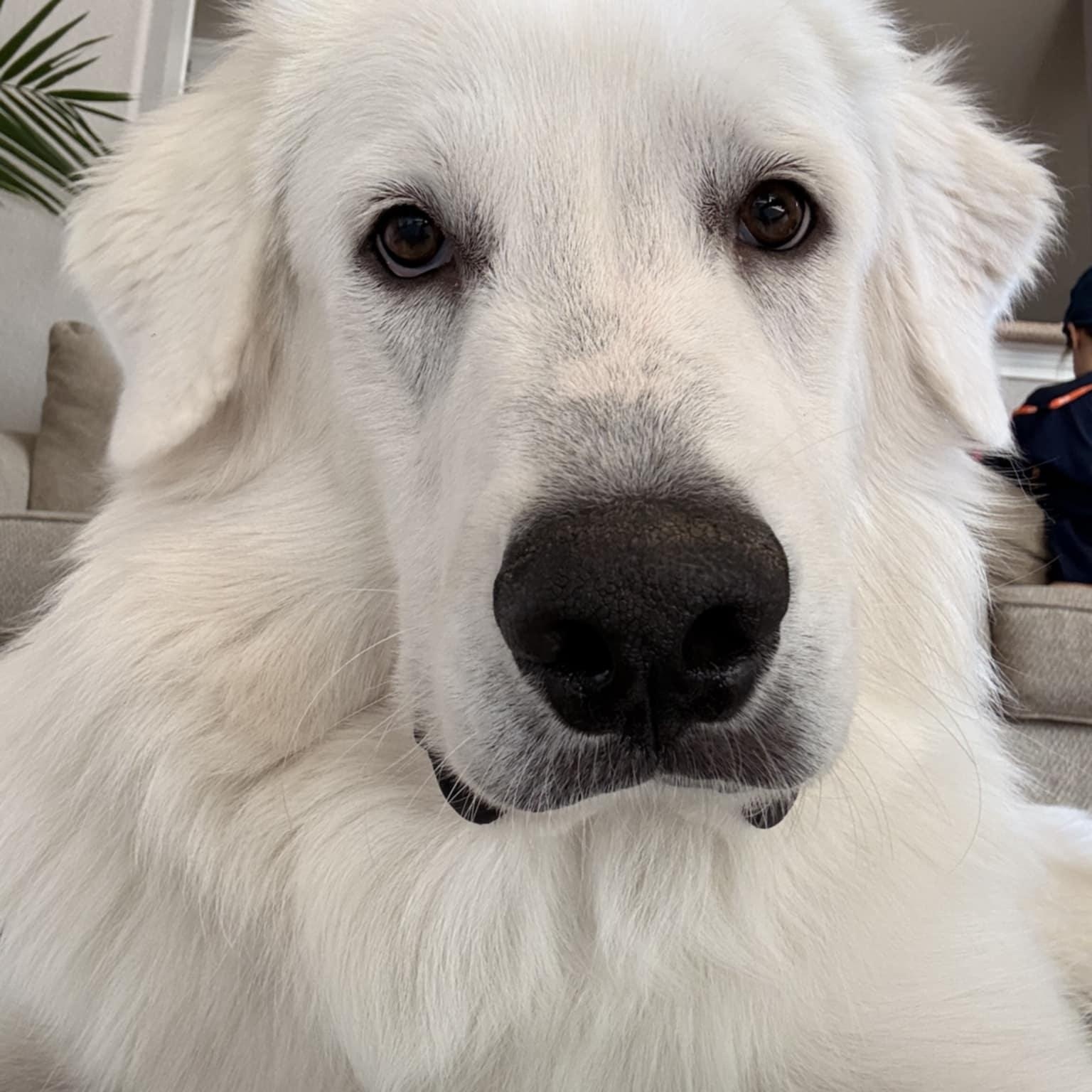 Enlarge Otis SAT, a Adoptable Great Pyrenees in San Antonio, TX image 3/6
