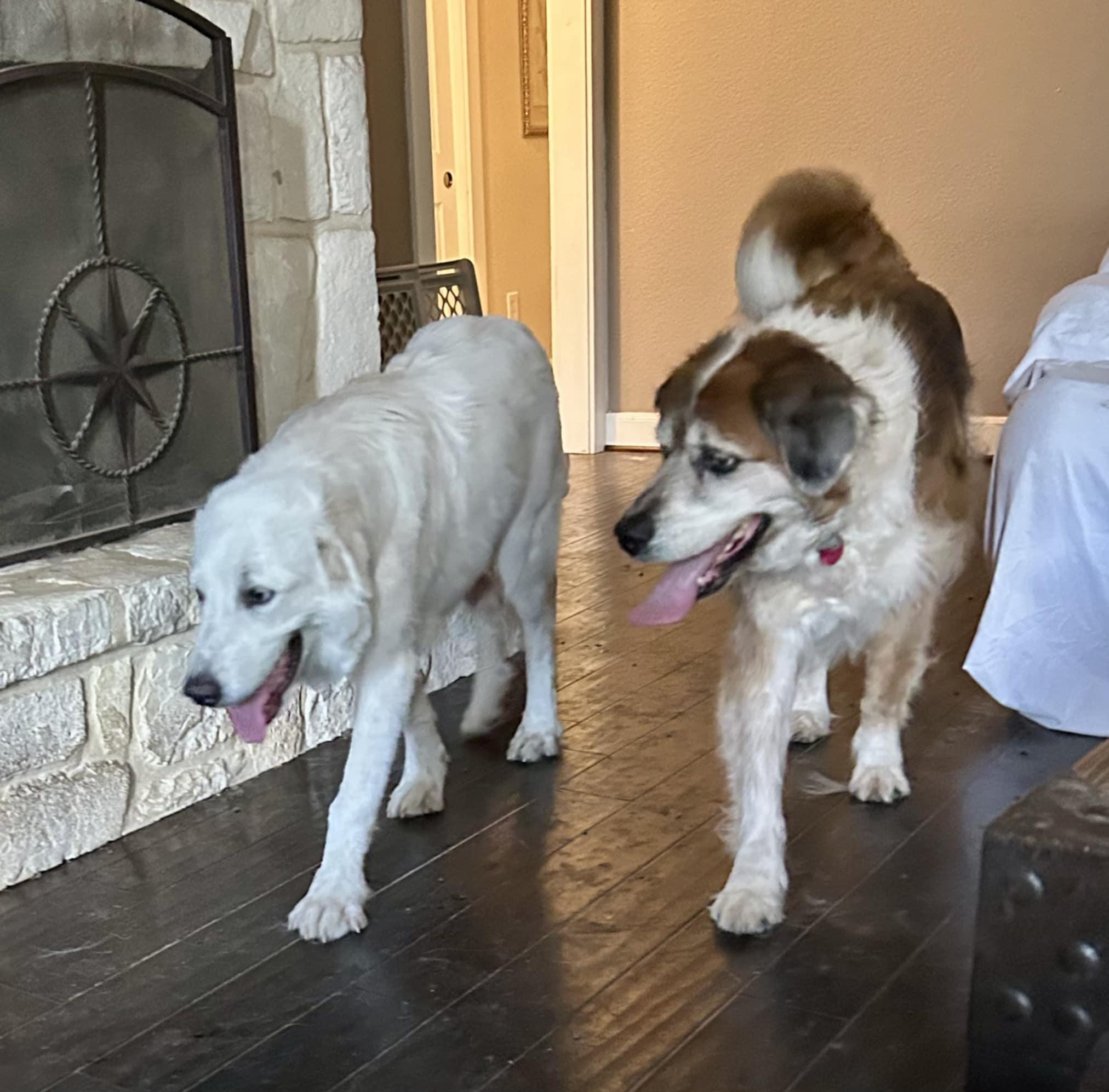 Enlarge Otis SAT, a Adoptable Great Pyrenees in San Antonio, TX image 5/6