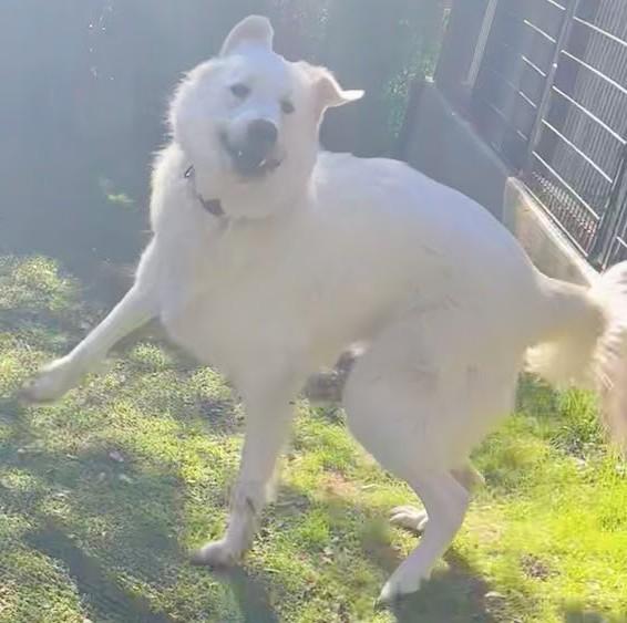 Enlarge Otis SAT, a Adopted Great Pyrenees in San Antonio, TX image 2/6