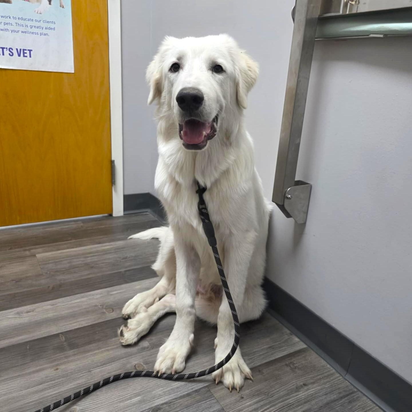 Enlarge Otis SAT, a Adoptable Great Pyrenees in San Antonio, TX image 2/6