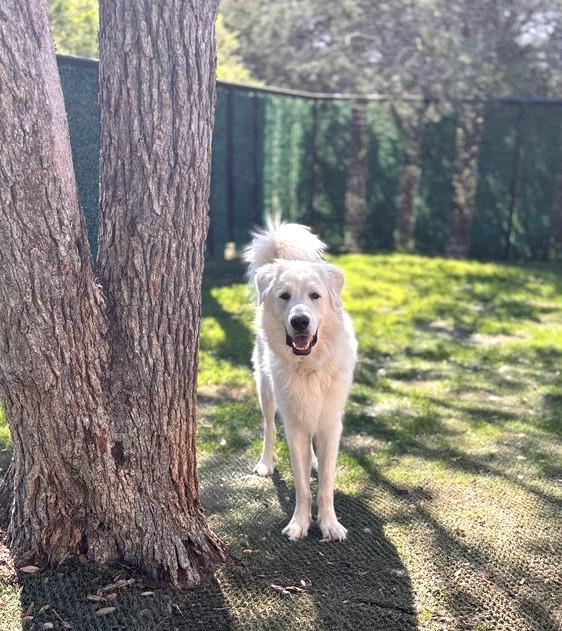 Enlarge Otis SAT, a Adopted Great Pyrenees in San Antonio, TX image 3/6