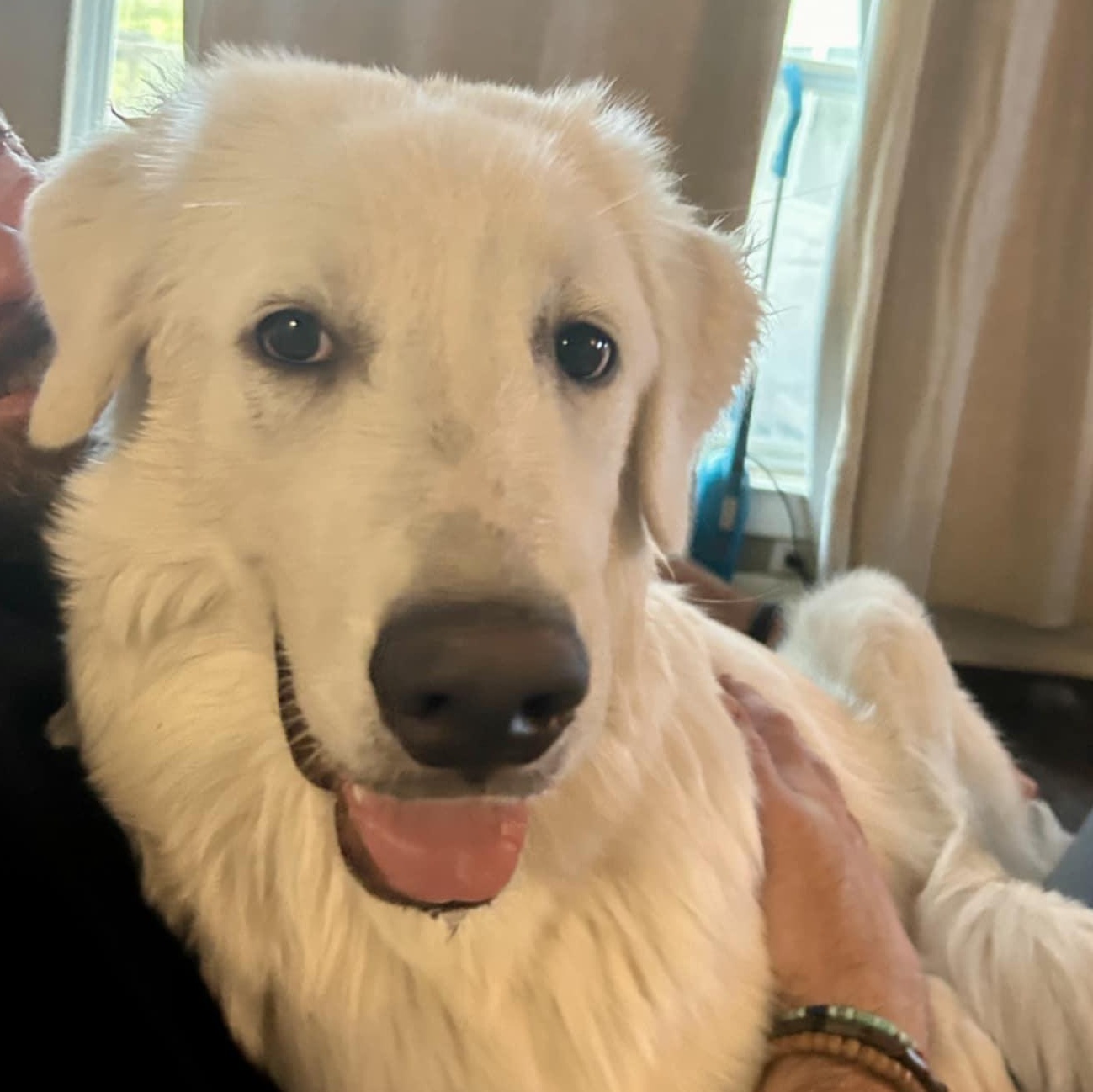 Otis SAT, Adoptable, Young Male Great Pyrenees.