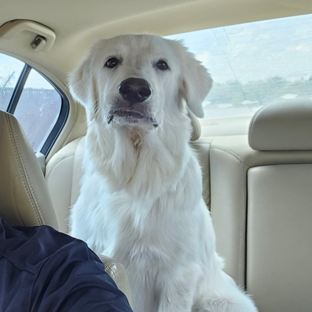 Enlarge Otis SAT, a Adoptable Great Pyrenees in San Antonio, TX image 6/6