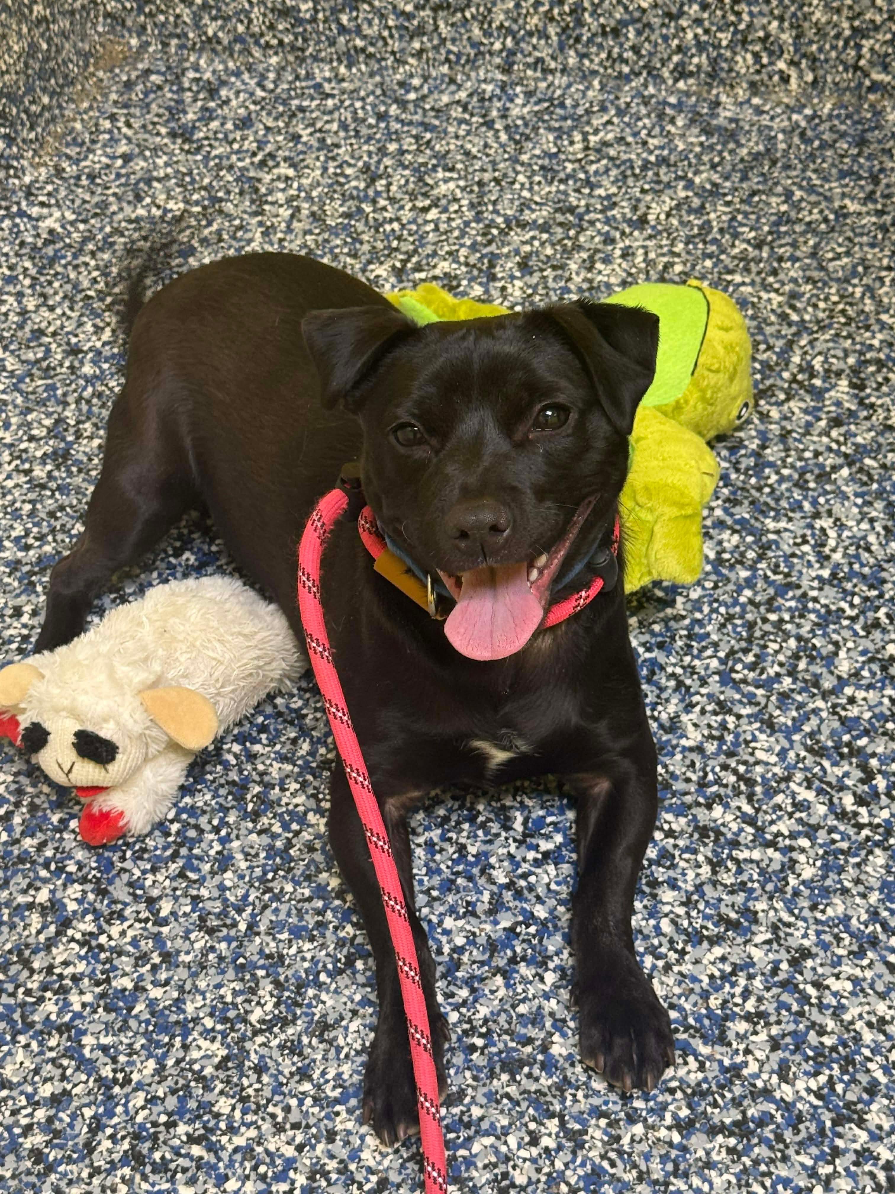 Enlarge Drake, a ADOPTABLE mixed breed in Jackson , NJ image 1/3