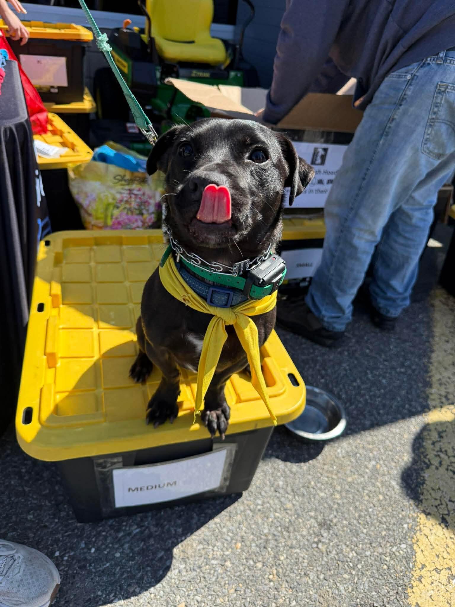 Enlarge Drake, a ADOPTABLE mixed breed in Jackson , NJ image 3/6