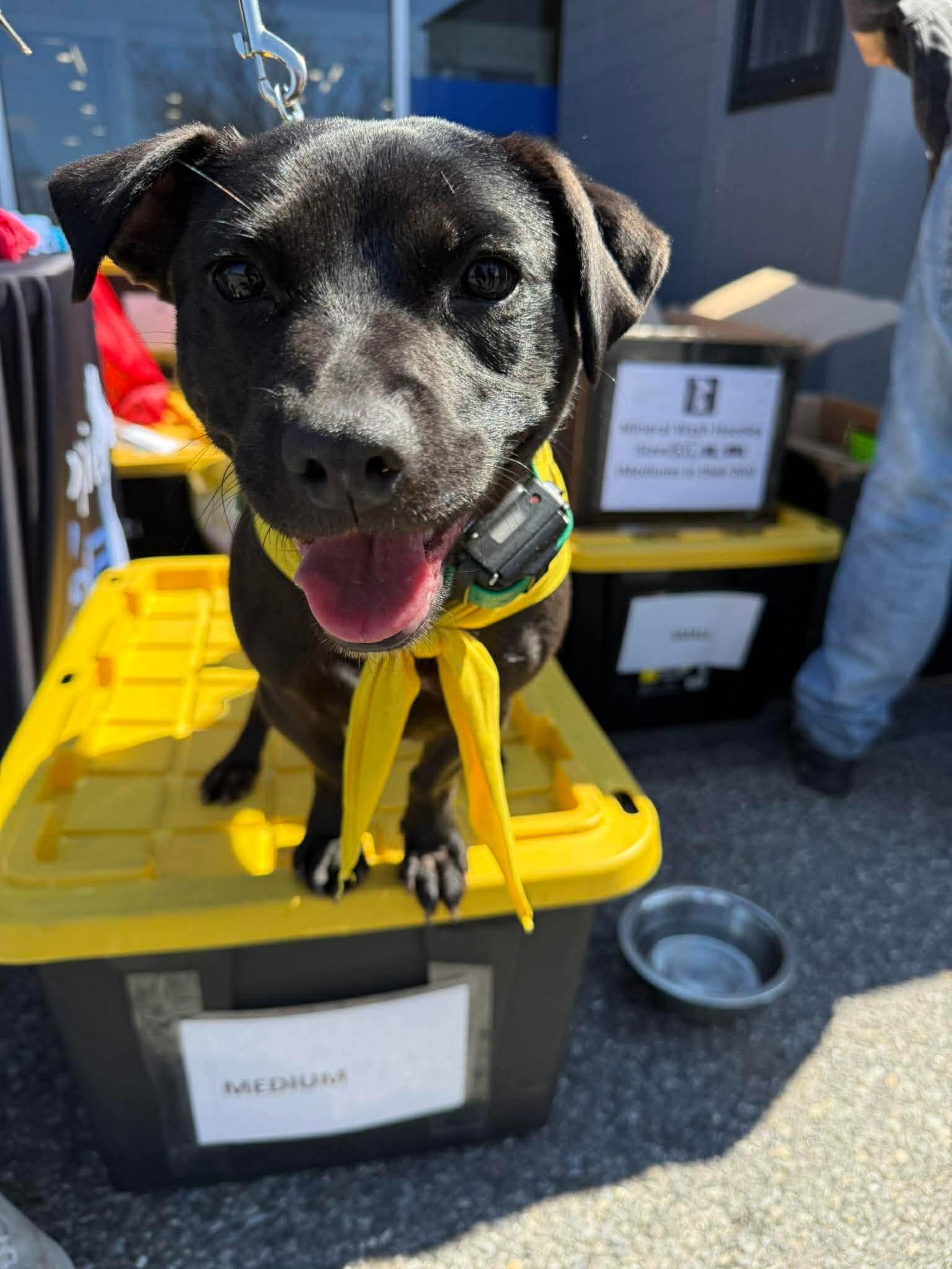 Enlarge Drake, a ADOPTABLE mixed breed in Jackson , NJ image 2/6