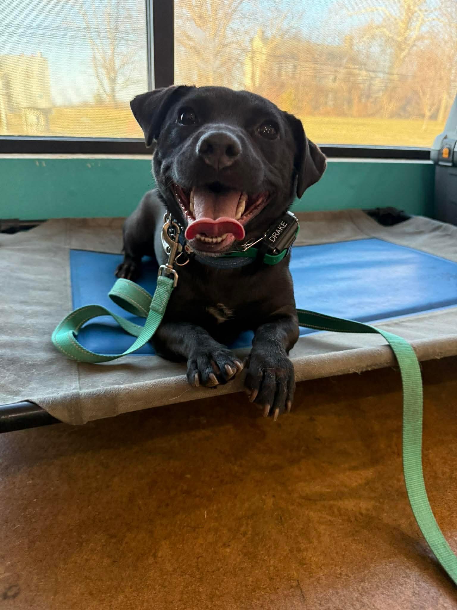 Enlarge Drake, a ADOPTABLE mixed breed in Jackson , NJ image 1/6