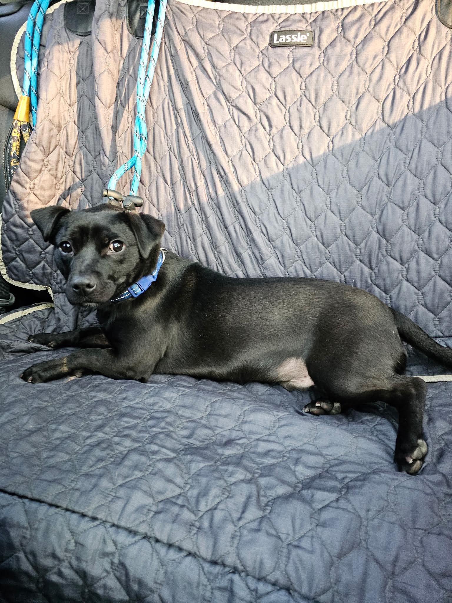 Enlarge Drake, a ADOPTABLE mixed breed in Jackson , NJ image 2/3