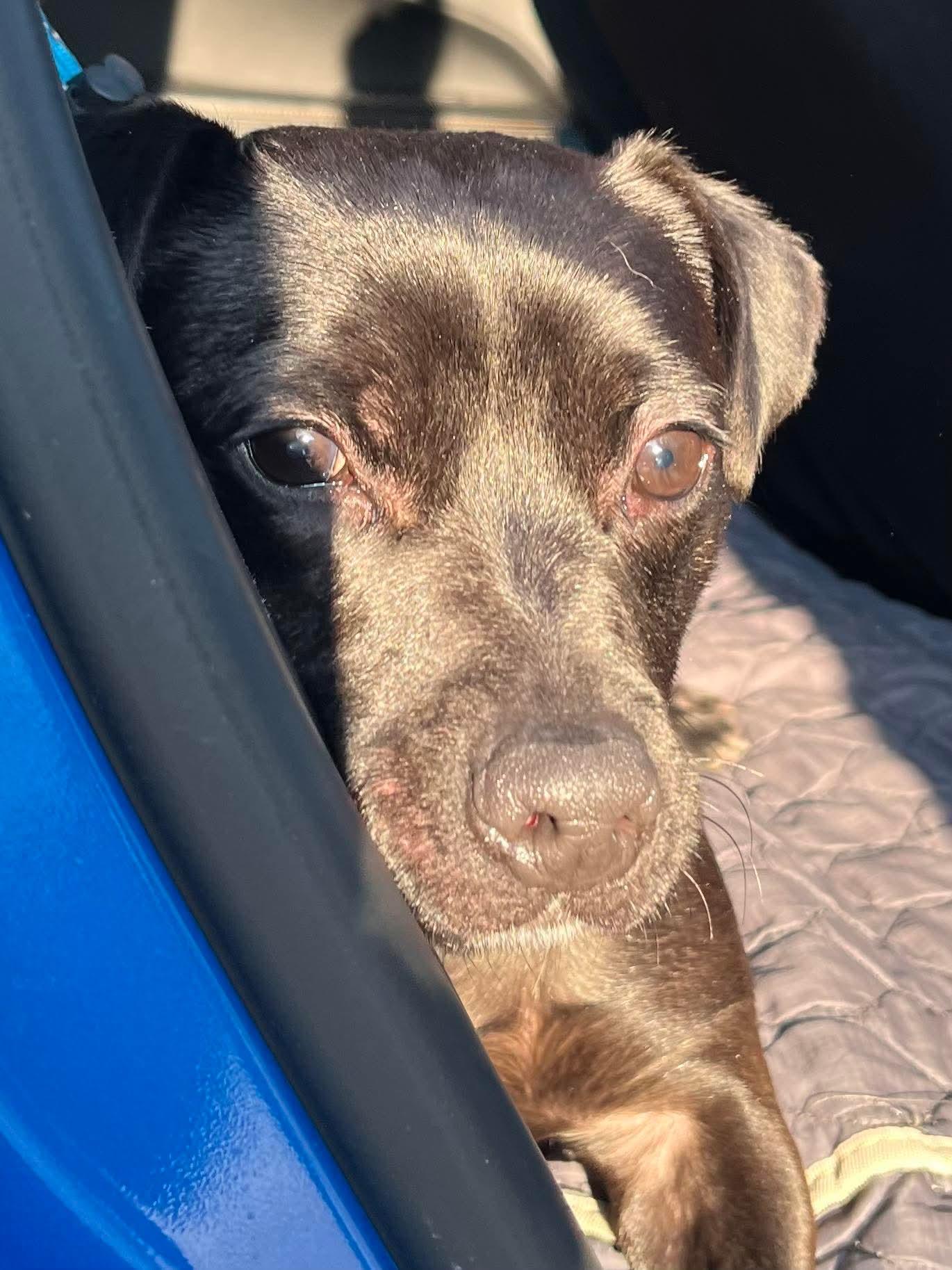 Enlarge Drake, a ADOPTABLE mixed breed in Jackson , NJ image 3/3