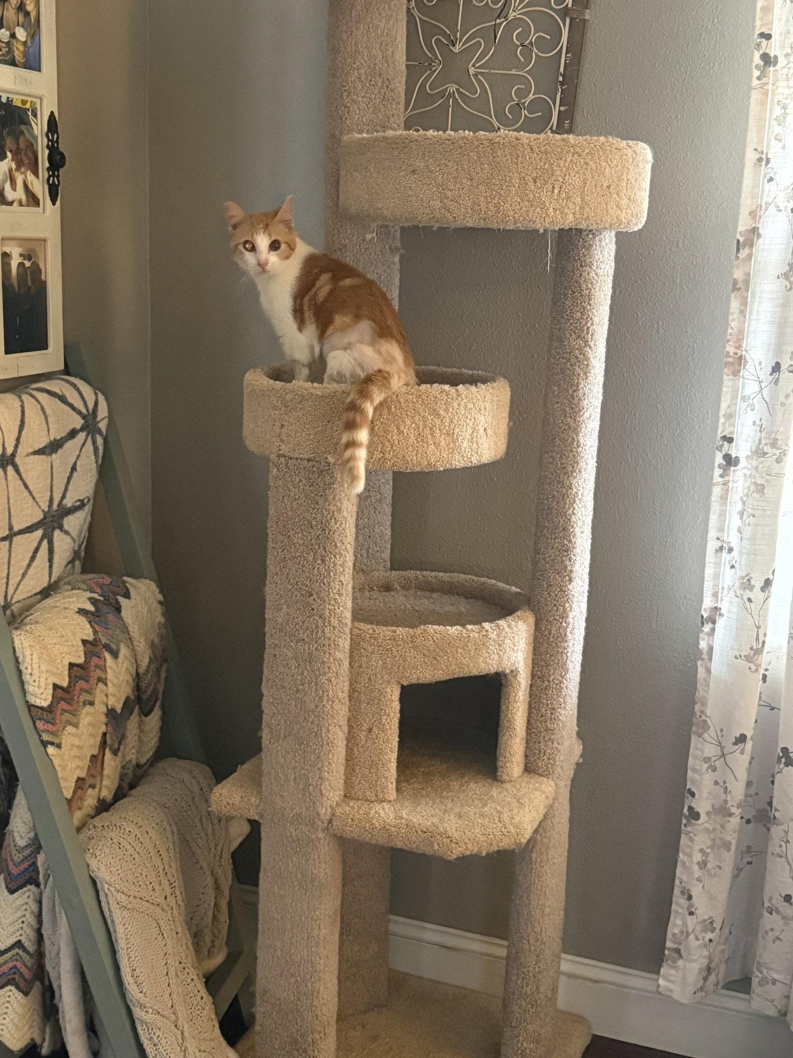 Enlarge Cobbler, a Adopted Tabby in Fenton, MO image 1/3